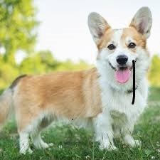 Pembroke Welsh Corgi