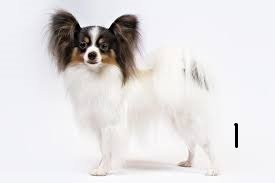 papillon